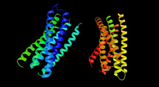 Imagery of Protein Production