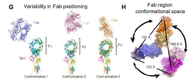 BCR structure