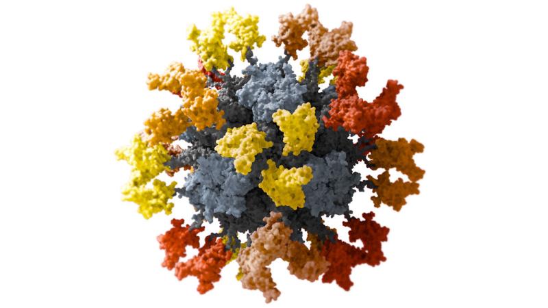 Beta-containing COVID-19 booster vaccine found to cross-neutralize variants  in non-human primates