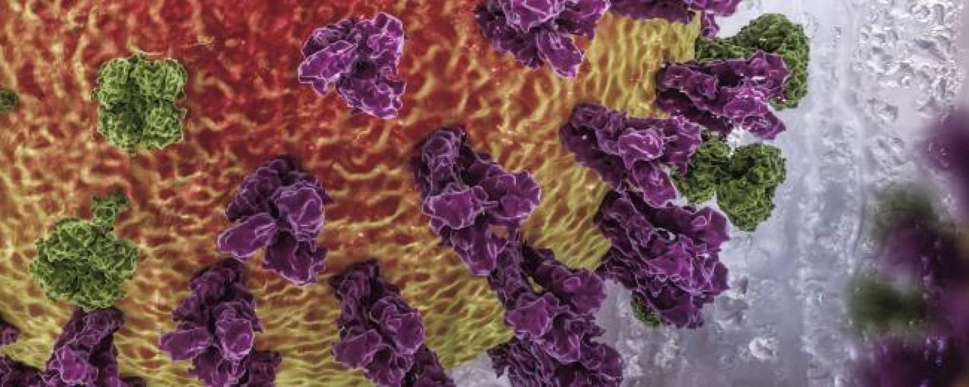 Flu Virus Image